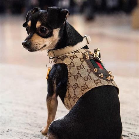 dog with gucci clothes|gucci inspired dog harness.